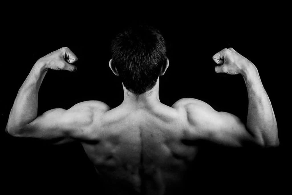 proteine musculation