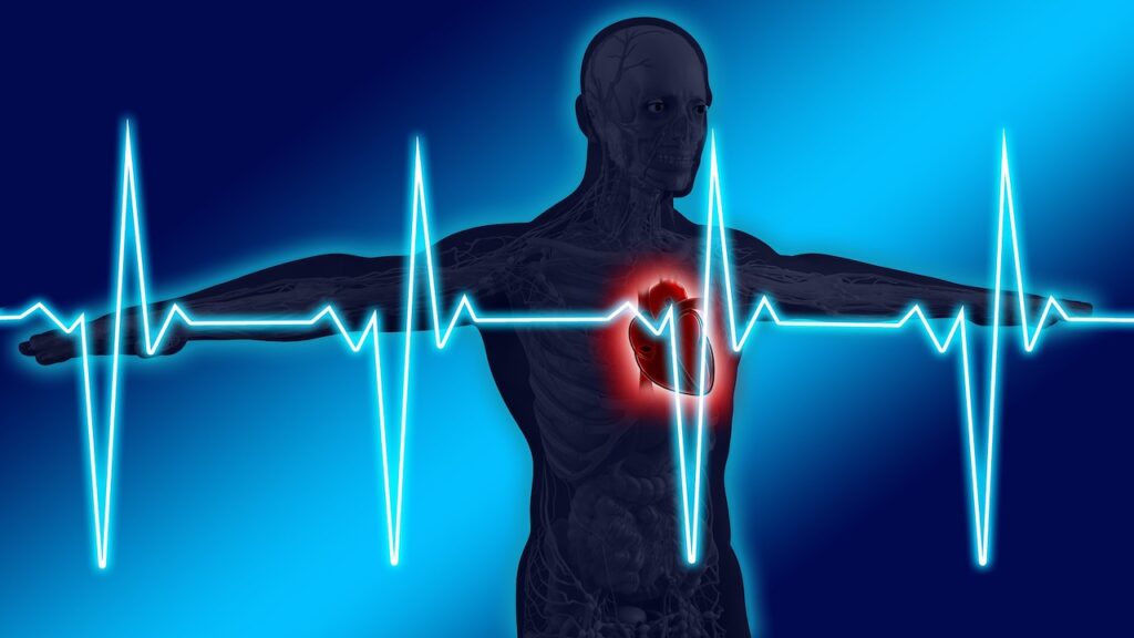 Systeme Cardiovasculaire